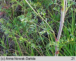 Peucedanum alsaticum