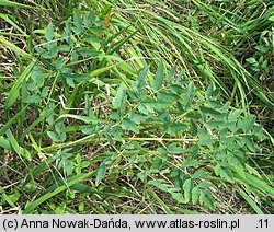 Peucedanum cervaria (gorysz siny)