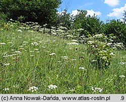 Peucedanum cervaria (gorysz siny)