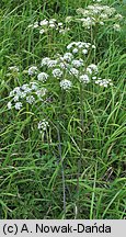 Peucedanum cervaria (gorysz siny)