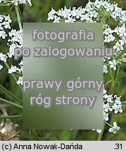 Peucedanum cervaria (gorysz siny)
