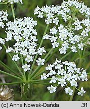 Peucedanum cervaria (gorysz siny)