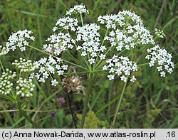 Peucedanum cervaria (gorysz siny)