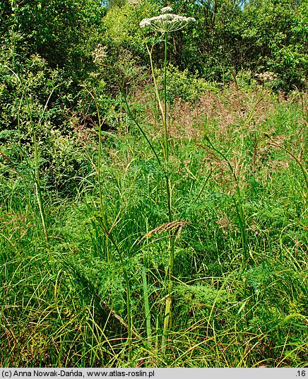 Peucedanum palustre (gorysz błotny)