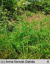 Peucedanum palustre (gorysz błotny)