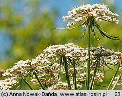 Peucedanum palustre (gorysz błotny)