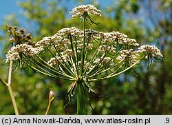 Peucedanum palustre (gorysz błotny)