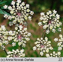 Peucedanum palustre (gorysz błotny)