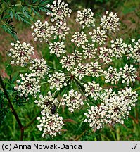 Peucedanum palustre (gorysz błotny)