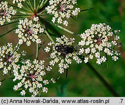 Peucedanum palustre