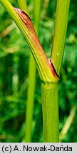 Peucedanum palustre