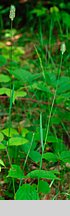 Phleum commutatum (tymotka alpejska)