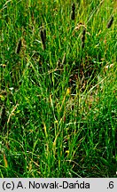 Phleum commutatum (tymotka alpejska)