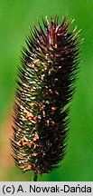 Phleum commutatum (tymotka alpejska)