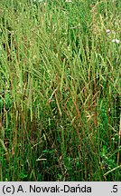 Phleum phleoides