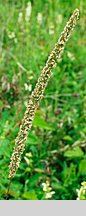 Phleum phleoides