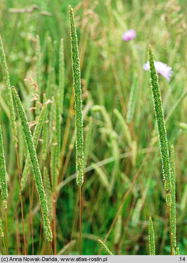 Phleum phleoides