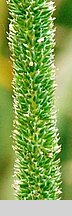 Phleum phleoides