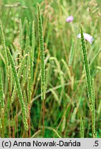 Phleum phleoides