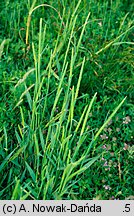 Phleum phleoides