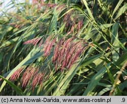 Phragmites australis (trzcina pospolita)