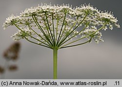 Pimpinella major (biedrzeniec wielki)