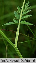 Pimpinella major (biedrzeniec wielki)