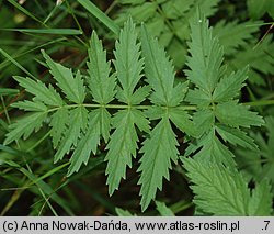 Pimpinella major (biedrzeniec wielki)