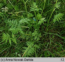 Pimpinella major (biedrzeniec wielki)