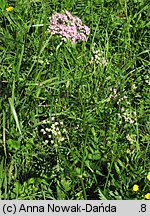 Pimpinella major