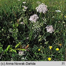 Pimpinella major (biedrzeniec wielki)