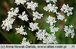 Pimpinella saxifraga