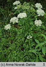 Pleurospermum austriacum (żebrowiec górski)