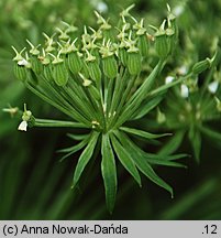 Pleurospermum austriacum (żebrowiec górski)