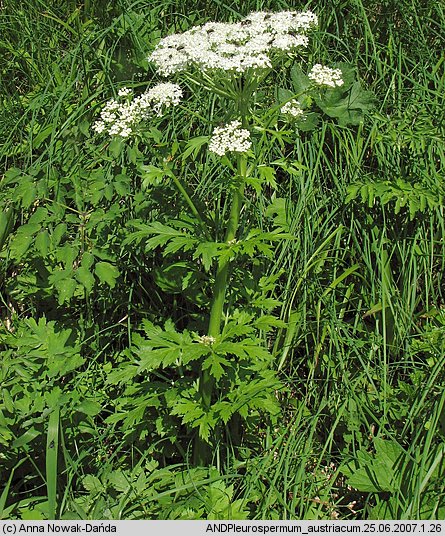 Pleurospermum austriacum (żebrowiec górski)