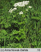 Pleurospermum austriacum (żebrowiec górski)