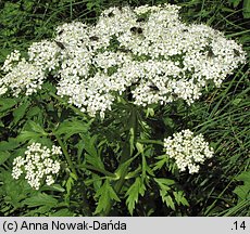 Pleurospermum austriacum (żebrowiec górski)