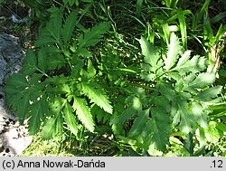 Pleurospermum austriacum (żebrowiec górski)