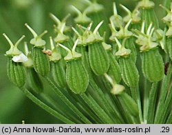 Pleurospermum austriacum (żebrowiec górski)