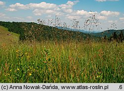 Poa chaixii (wiechlina Chaixa)