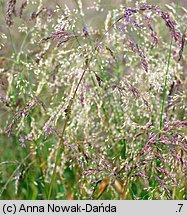 Poa chaixii (wiechlina Chaixa)