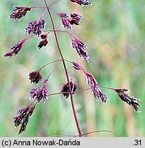 Poa chaixii (wiechlina Chaixa)