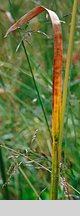 Poa chaixii (wiechlina Chaixa)