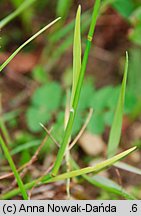 Poa compressa (wiechlina spłaszczona)