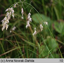 Poa granitica (wiechlina granitowa)