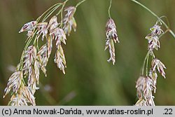 Poa granitica (wiechlina granitowa)