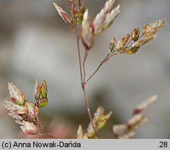 Poa granitica (wiechlina granitowa)