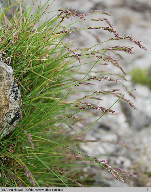 Poa laxa (wiechlina wiotka)