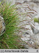 Poa laxa (wiechlina wiotka)