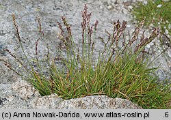 Poa laxa (wiechlina wiotka)